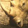 Rhino162